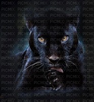 panthere noir - zdarma png