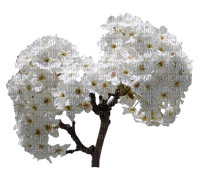 flores brancas-l - 免费PNG
