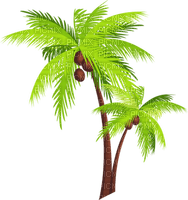 paLM TREE  COCoNUT summer paume