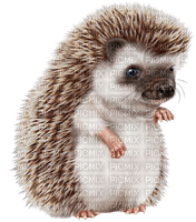 hedgehog - PNG gratuit