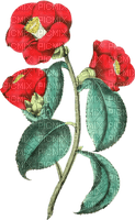 red flowers Bb2 - nemokama png