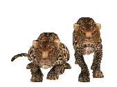 Leopard Couple - GIF เคลื่อนไหวฟรี