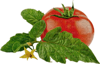 tomato Bb2 - png grátis