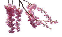 Blossom Branch - png gratuito