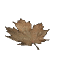leaves autumn gif feuilles automne gif