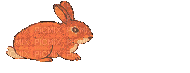 rabbit - GIF animé gratuit