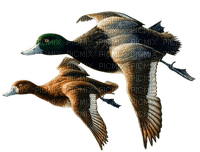 Kaz_Creations Birds Bird Ducks - nemokama png