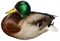 ördek - PNG gratuit