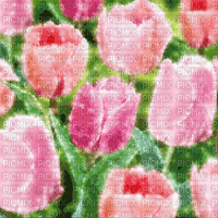 Pink Tulips Background - Bezmaksas animēts GIF
