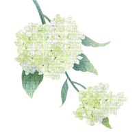 Hortensia  Bb2 - Free PNG