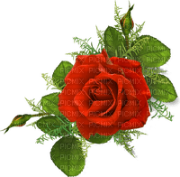 Red.Rose.Fleur.Flower.Bouquet.Victoriabea