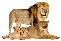 lion bp - Free animated GIF
