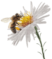 bee biene insect honey abeille - δωρεάν png
