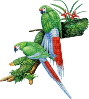 Kaz_Creations Birds Bird Parrots Green-Red - 免费PNG