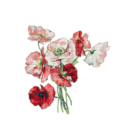 coquelicot.Cheyenne63 - Free PNG