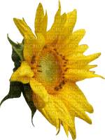 Kaz_Creations Deco Flowers Sunflower Flower - Free PNG