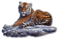 тигр - GIF animé gratuit
