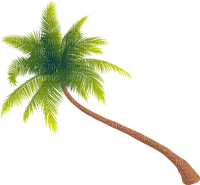 summer palm tree