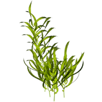 algues - png grátis