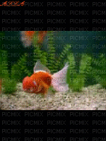 рыбки - GIF animate gratis
