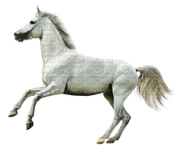 maj cheval blanc - PNG gratuit