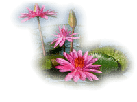 Flowers pink bp - kostenlos png