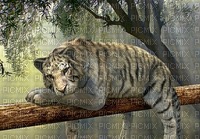 MMarcia tigre natureza fundo - zadarmo png