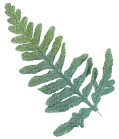 Kaz_Creations Deco Leaves Leafs - Free PNG