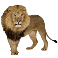 lion - besplatni png