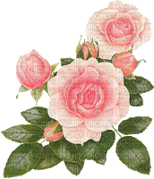 pink roses Bb2 - Бесплатный анимированный гифка