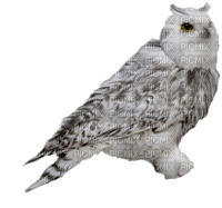 eule owl - ingyenes png