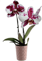 orchids  purple bp - bezmaksas png