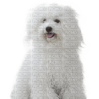 patrcia87 chien - 無料png