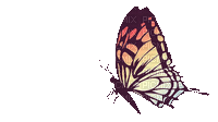 butterfly papillon schmetterling - Gratis animerad GIF