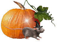 citrouille-rat-halloween- magie-pumpkin - Nemokamas animacinis gif