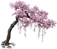 Cherry Tree - ücretsiz png
