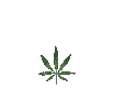 Growing Weed - 免费动画 GIF