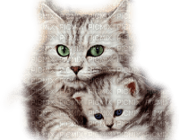 Kaz_Creations Cats Cat Kittens Kitten - gratis png