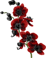 Kwiat czerwony storczyk - безплатен png