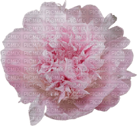 Peony Flower - Free PNG