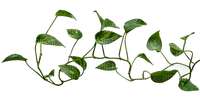 PLANT - 免费PNG