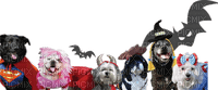 Kaz_Creations Dogs Pups Costume - png grátis