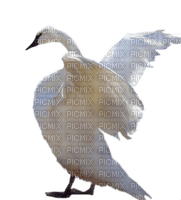 aves - Free PNG