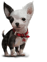 Chihuahua - ücretsiz png