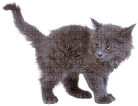 Kaz_Creations  Cats Cat Kittens Kitten - PNG gratuit
