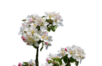 apple blossom, omenankukka, fleur, kukka, flower, sisustus, decor - png grátis