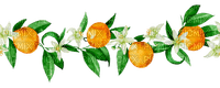 kikkapink border frame tangerine fruit summer - Free PNG
