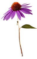 kikkapink deco scrap purple daisy flower - png ฟรี