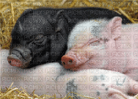 cochons - GIF animado grátis