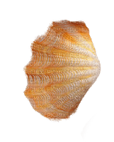 shells katrin - PNG gratuit